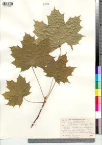 Acer platanoides image