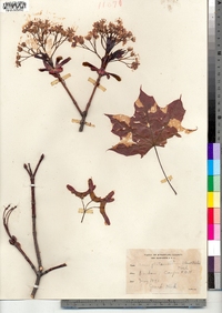 Acer platanoides image