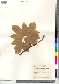 Acer pseudoplatanus image