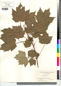 Acer rubrum image