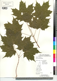 Acer saccharum image