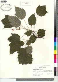 Acer spicatum image