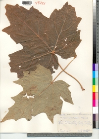 Acer saccharum image