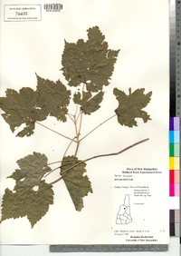 Acer spicatum image