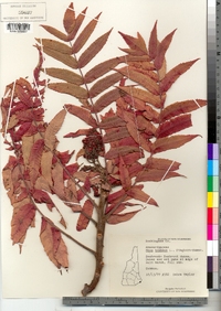 Rhus typhina image