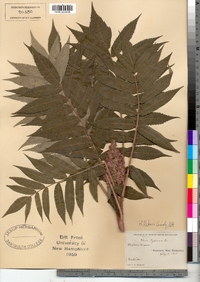 Rhus typhina image