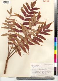 Rhus typhina image