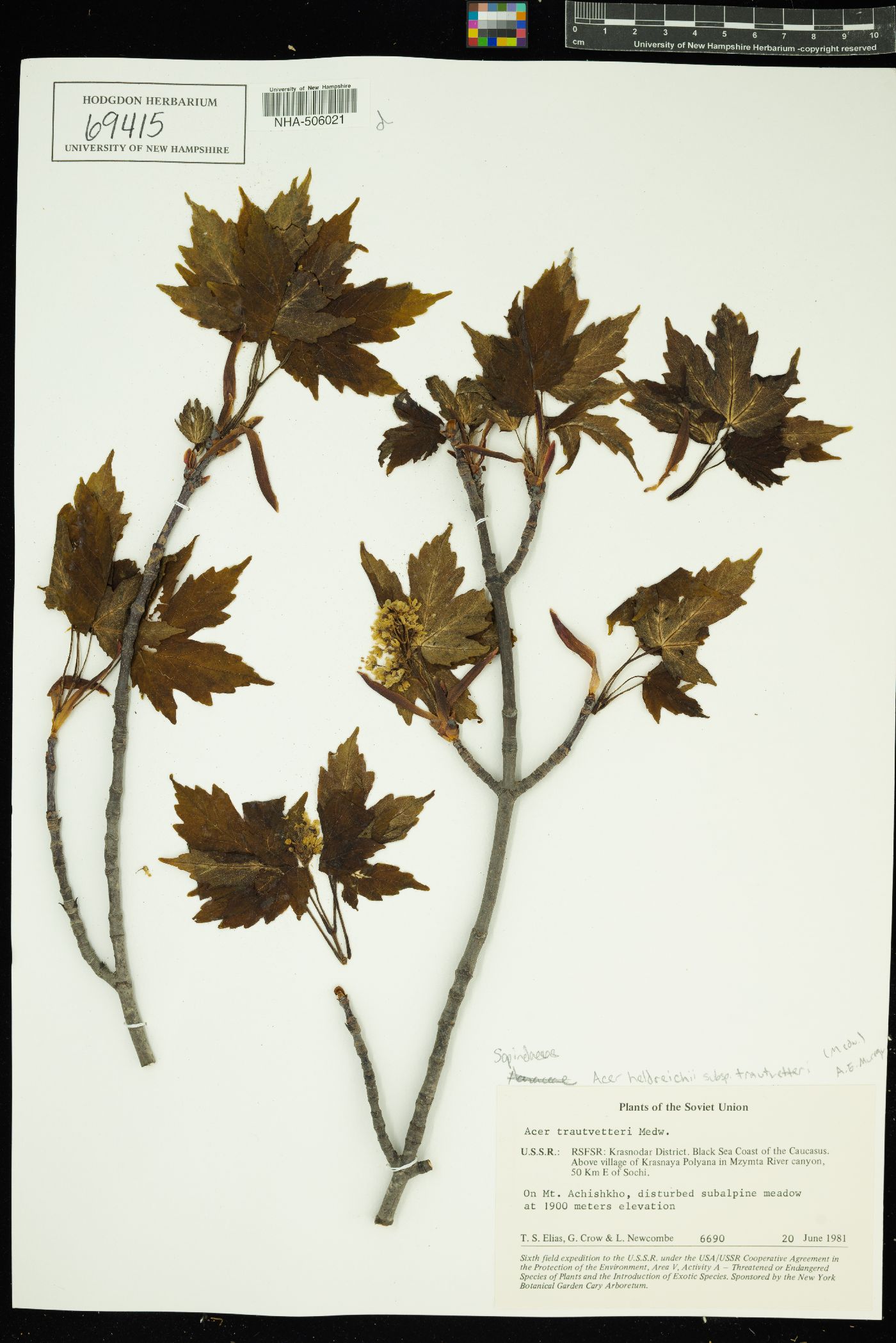 Acer heldreichii subsp. trautvetteri image