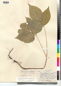 Toxicodendron rydbergii image