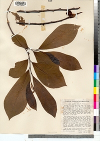 Asimina triloba image