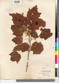 Acer spicatum image