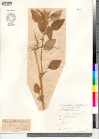 Amaranthus retroflexus image