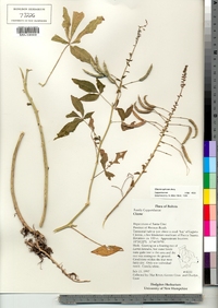 Cleome spinosa image