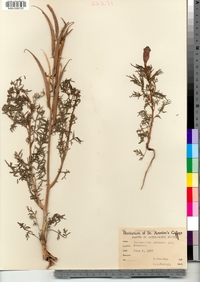 Image of Incarvillea sinensis