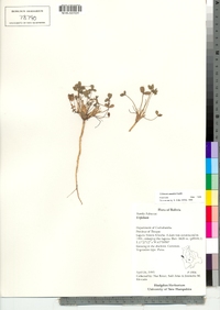 Image of Trifolium amabile