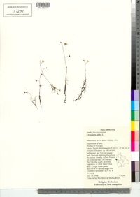 Utricularia gibba image