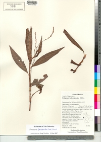 Polygonum hydropiperoides image