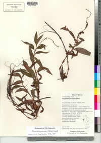 Polygonum punctatum var. punctatum image