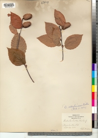 Betula alleghaniensis image