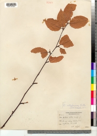 Betula alleghaniensis image