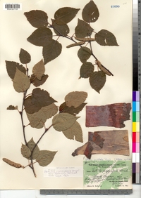 Betula papyrifera var. cordifolia image