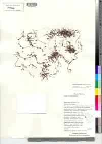 Image of Bacopa myriophylloides