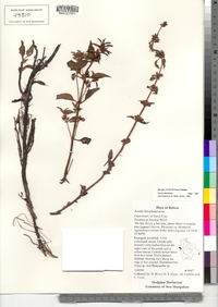 Bacopa stricta image
