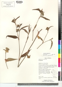 Image of Commelina benghalensis