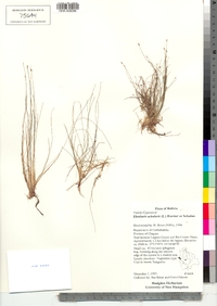 Eleocharis acicularis image