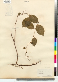 Celastrus scandens image