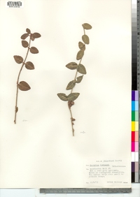 Euonymus fortunei image