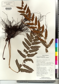 Thelypteris serrata image