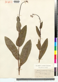 Cynoglossum virginianum var. boreale image