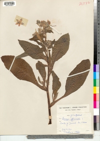 Borago officinalis image