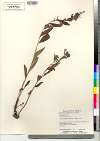 Mertensia oblongifolia image