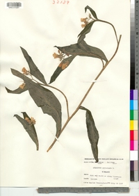 Symphytum officinale image