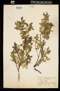 Rosa nitida image