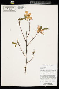 Rosa nitida image