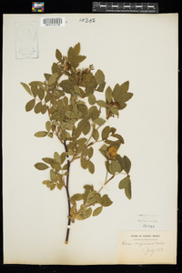 Rosa virginiana image