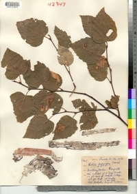 Betula papyrifera image