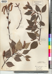 Betula papyrifera image