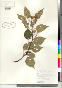 Betula papyrifera image