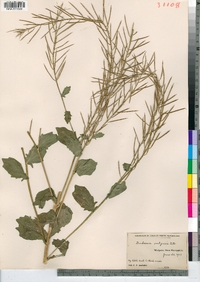 Barbarea vulgaris image