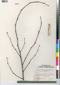 Betula populifolia image