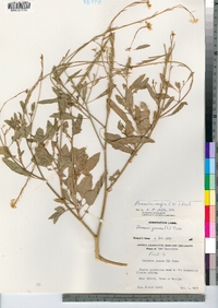 Brassica nigra image