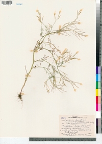 Cardamine parviflora var. arenicola image