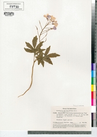Cardamine quinquefolia image