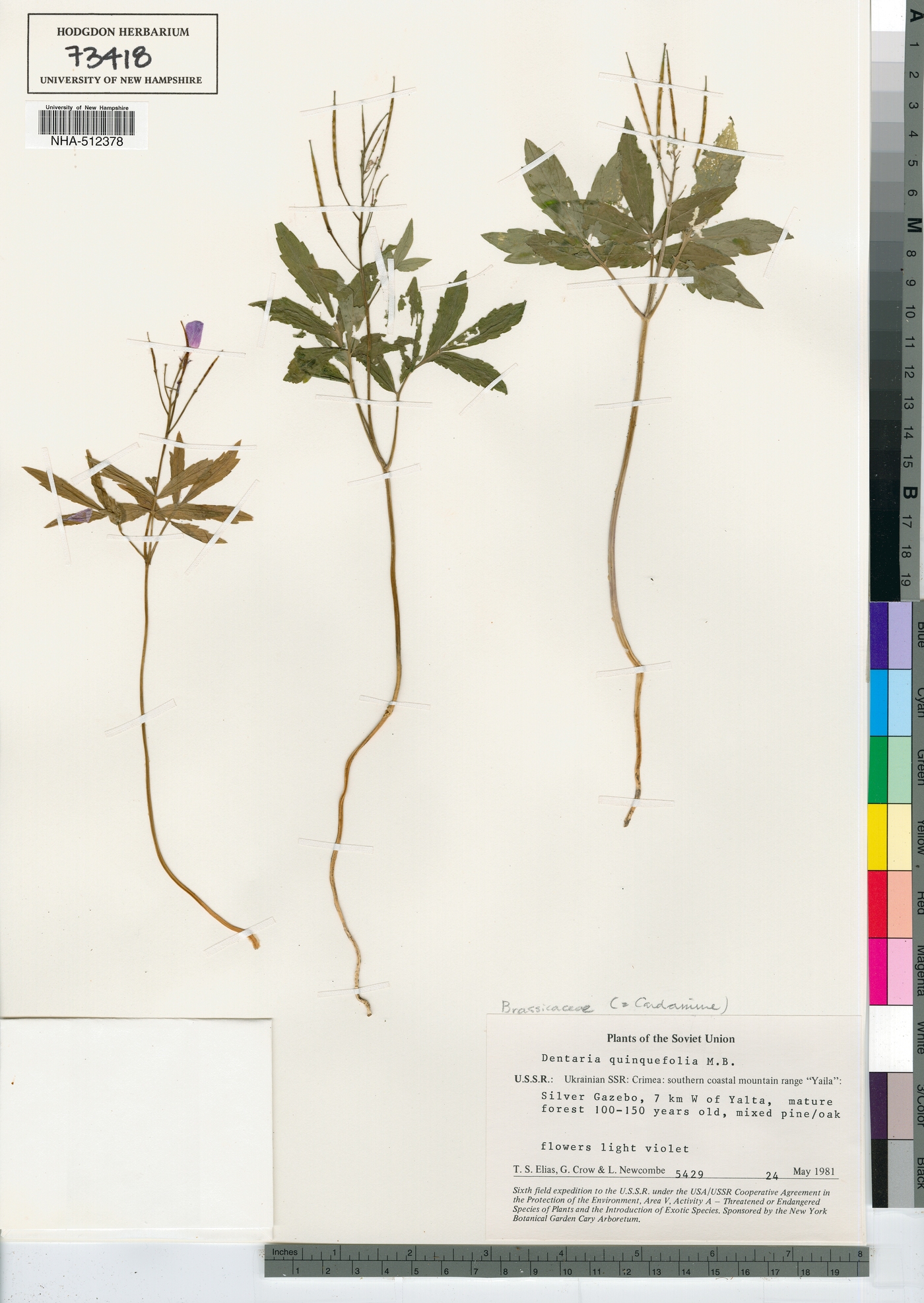 Cardamine quinquefolia image