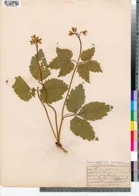 Cardamine diphylla image