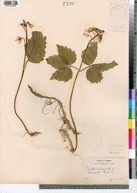 Cardamine diphylla image